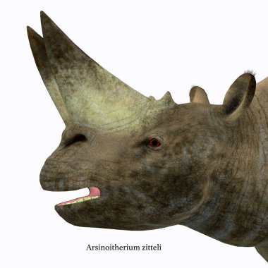 Arsinoitherium Mammal Head clipart
