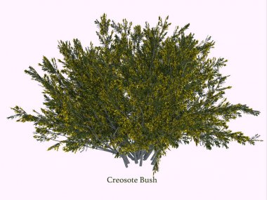 Desert Creosote Bush clipart