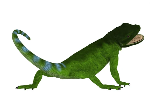 Chuckwalla Lizard Tail — Stock Photo, Image