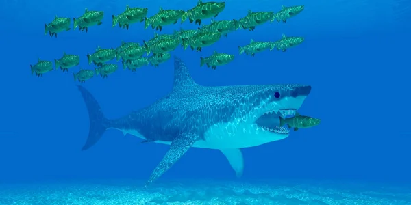 巨大的鲨海底 — 图库照片