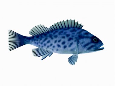 Tropikal mavi Rockfish