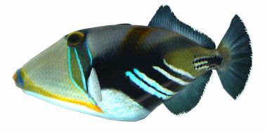 Humu Picasso Triggerfish clipart