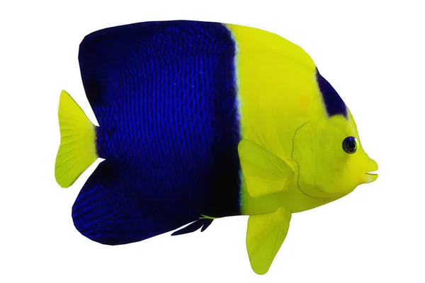 Tropical Bicolor Angelfish — Stock Photo, Image