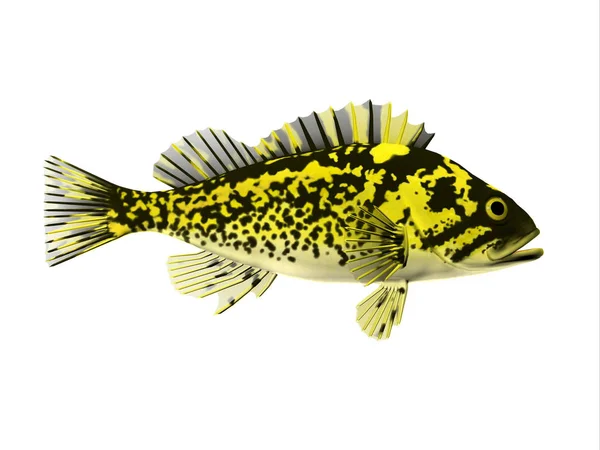 Rockfish preto e amarelo — Fotografia de Stock