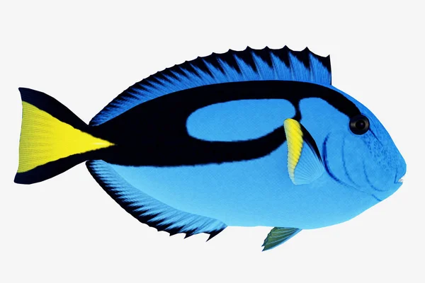 Μπλε tang ψάρια — Φωτογραφία Αρχείου