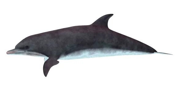 Profilo laterale delfino tursiope — Foto Stock