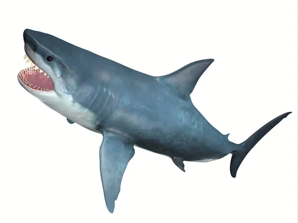 Carnivore Great White Shark — Stock Photo, Image