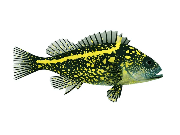 China tropical Rockfish — Fotografia de Stock