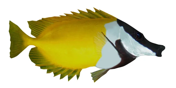 Τροπική Foxface rabbitfish — Φωτογραφία Αρχείου