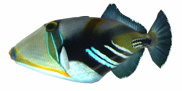 Humu Picasso Triggerfish — 图库照片
