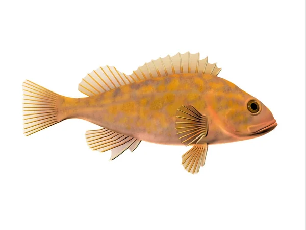 Tropikalne Rockfish Kanarek Obrazek Stockowy