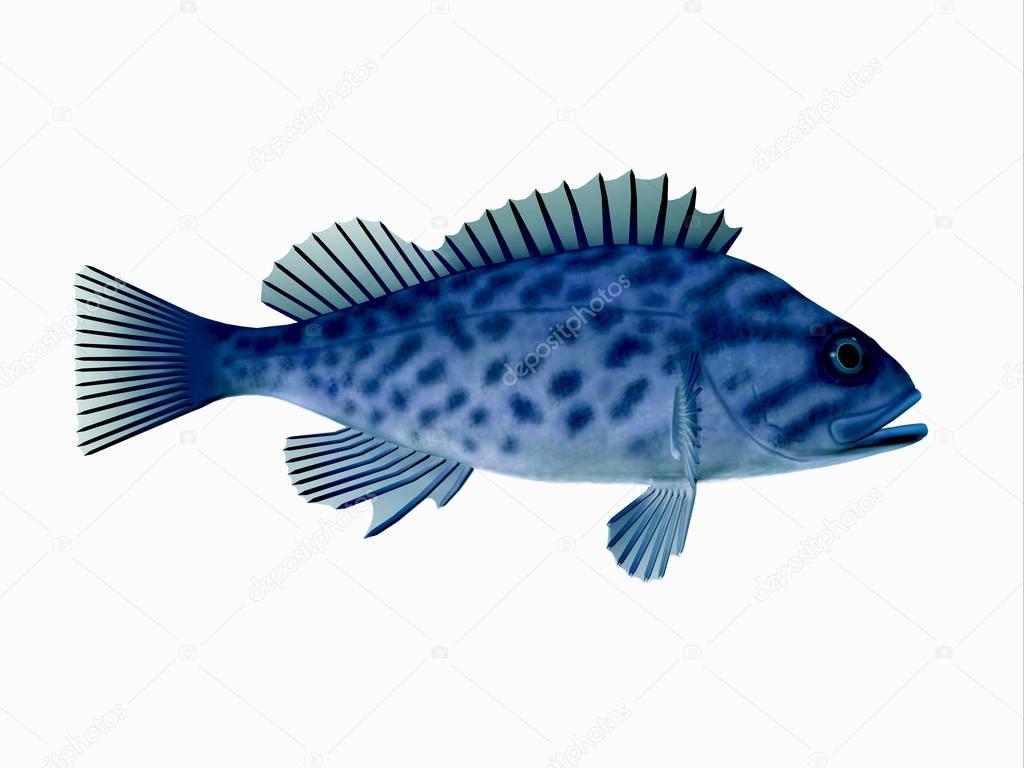 Tropical Blue Rockfish