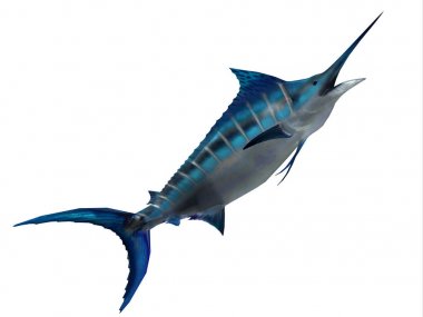 Predator Marlin balığı