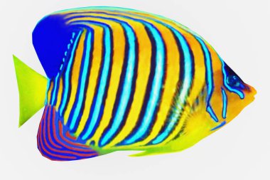 Tropikal Regal Angelfish