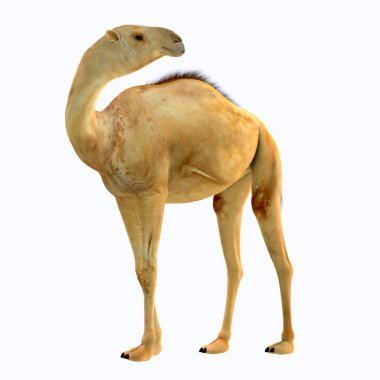 Camelops was a camel-type herbivorous animal that lived in North America during the Pleistocene Period. clipart