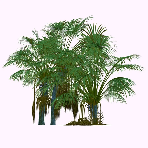 Coco de Mer Tree — Fotografia de Stock