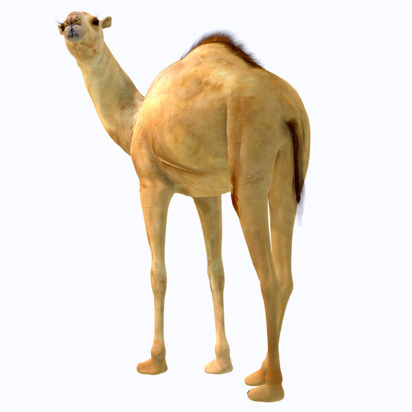 Camelops was a camel-type herbivorous animal that lived in North America during the Pleistocene Period.