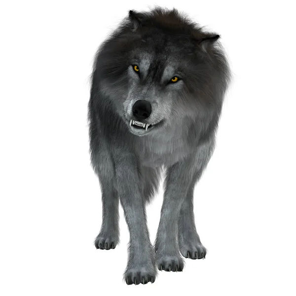 Böser Wolf auf weißem Grund — Stockfoto