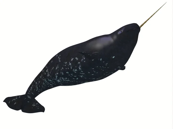 Jednorożec młodocianych mężczyzna wieloryb — Zdjęcie stockowe