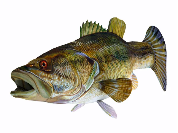 적목 현상 베이스 물고기 — 스톡 사진