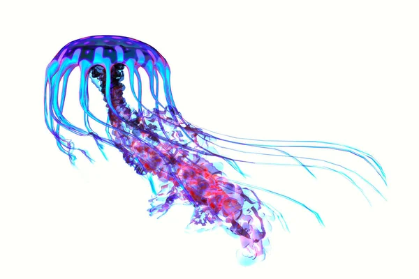 Niebieski czerwony Jellyfish Obraz Stockowy