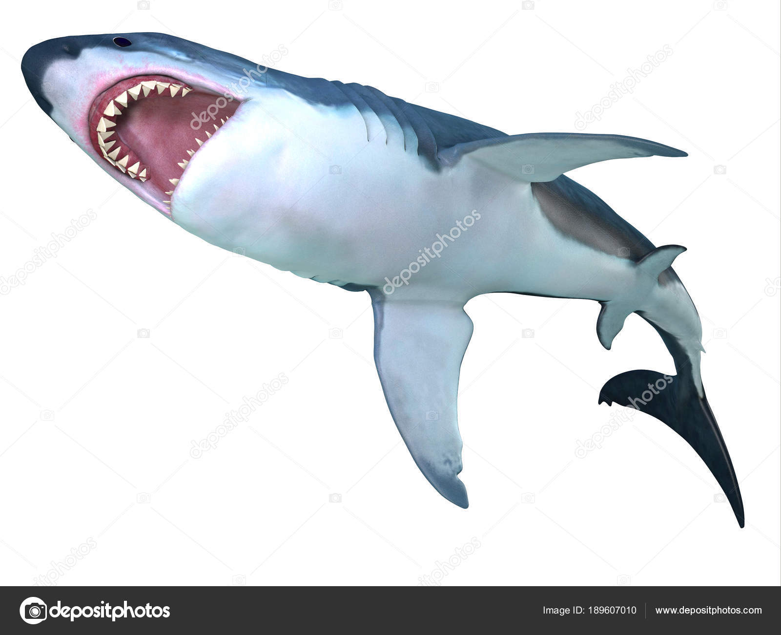 dientes de tiburón gigante, gigante, dientes de tiburón, megalodon, foto,  mandíbulas, prehistórico, dominio publico | Piqsels, image size:1600x1300