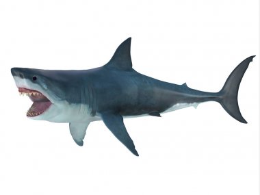 Megalodon köpekbalığı saldırı duruş