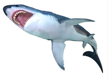 Megalodon köpekbalığı Underbelly