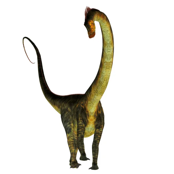 Barosaurus dinosaura na bílém — Stock fotografie