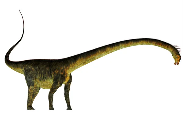 Perfil lateral do dinossauro Barosaurus — Fotografia de Stock
