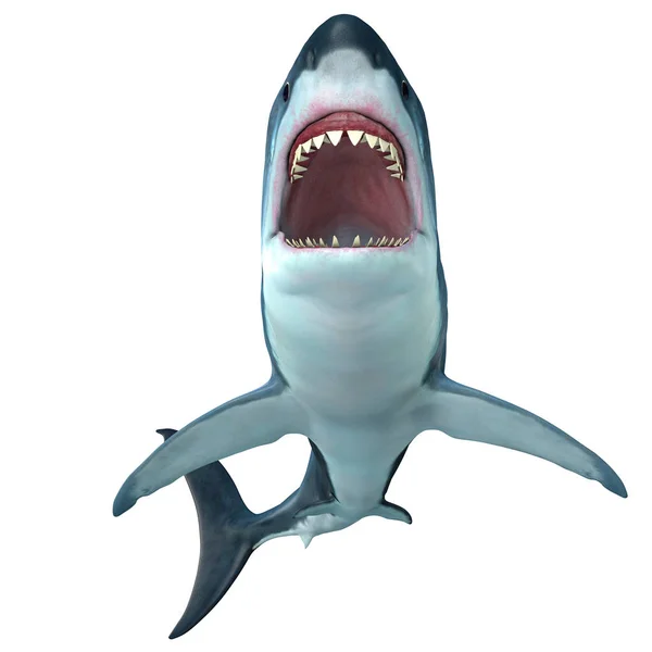 Megalodon Shark przedni profil Obrazek Stockowy