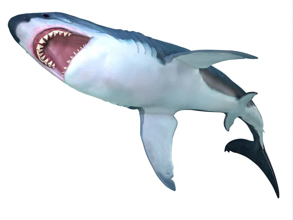 Podbrzusze megalodon Shark Obraz Stockowy