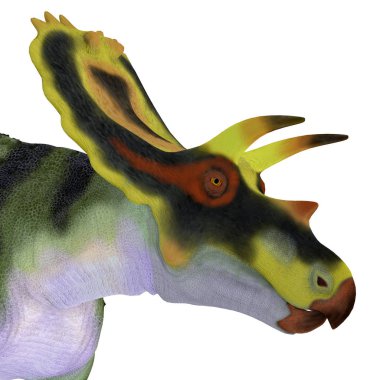 Anchiceratops dinozor kafası