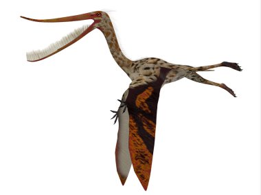 Pterodaustro sürüngen yan profili