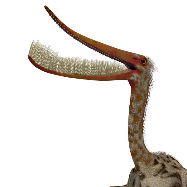 Pterodaustro Reptile hoofd — Stockfoto