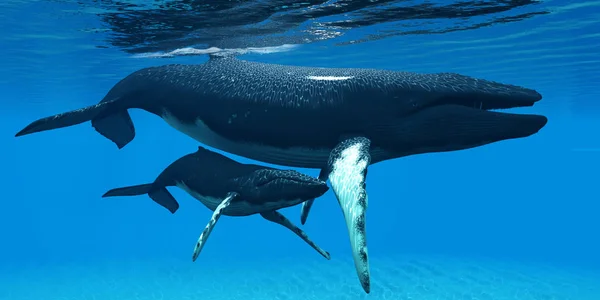 Mutter und Baby Buckelwale — Stockfoto