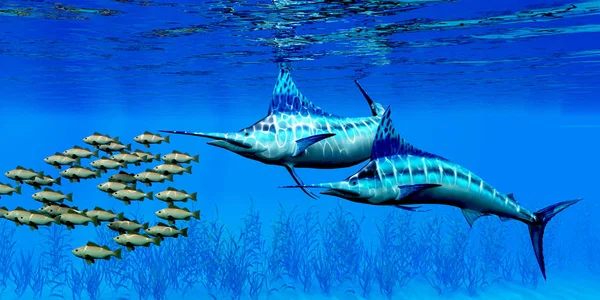 Marlin und Bocaccio-Steinfisch — Stockfoto