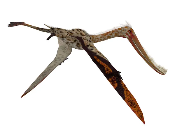 Pterodaustro 爬行动物尾巴 — 图库照片
