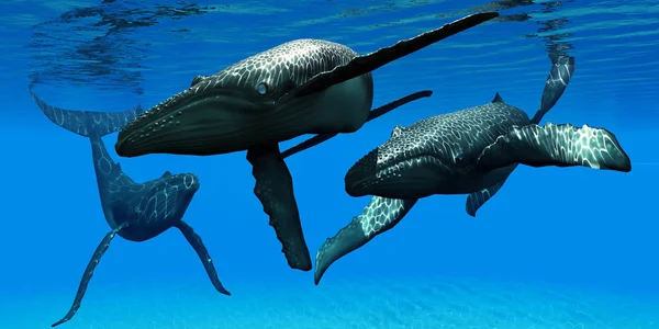 Three Humpback Whales — Stock Photo, Image