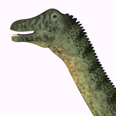Saltasaurus Dinozor Kafası