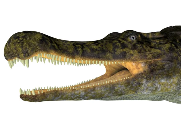 Sarcosuchus爬行动物头 — 图库照片