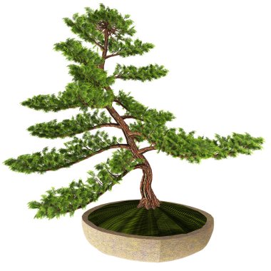 Hinoki Sahte Cypress Bonsai Ağacı