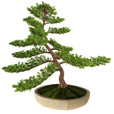 Hinoki False Cypress Bonsai Tree clipart