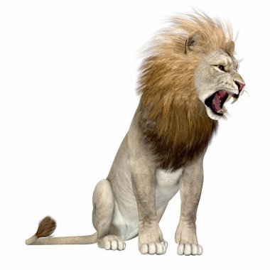 Kuzey Amerika Aslanı