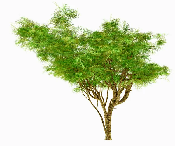 Afrikaanse paraplu Acacia boom — Stockfoto