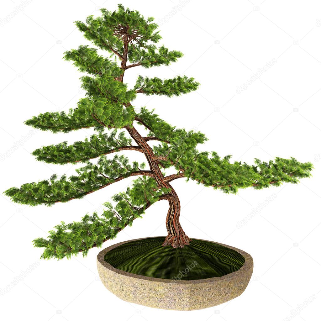 Hinoki False Cypress Bonsai Tree