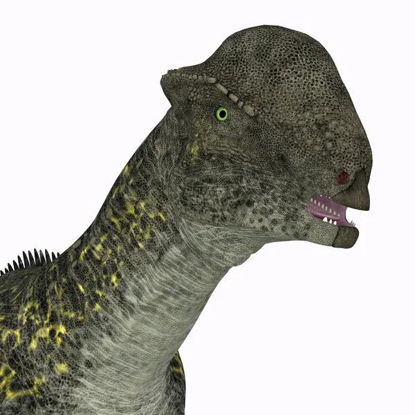 Stegoceras Een Plantenetende Koepelkop Dinosaurus Die Leefde Noord Amerika Tijdens — Stockfoto