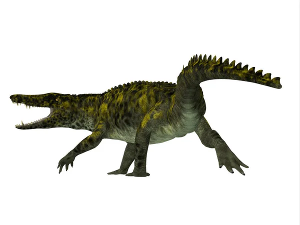 Uberabasuchus是白垩纪生活在巴西的食肉爬行动物鳄鱼 — 图库照片