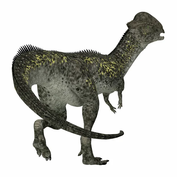 Stegoceras Byl Býložravý Dinosaurus Kupolí Který Žil Severní Americe Během — Stock fotografie