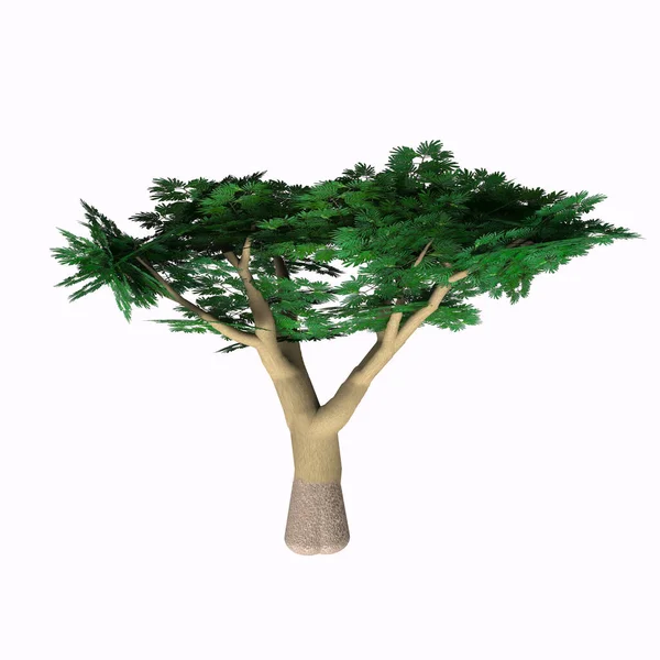 Umbrella Acacia Espinho Cresce Como Uma Árvore Arbusto Arbusto África — Fotografia de Stock